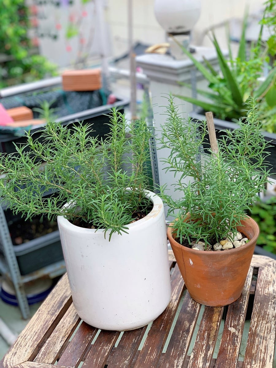 Mùi hương cay nồng, đặc trưng của hương thảo không chỉ giúp thư giãn tinh thần mà còn là 