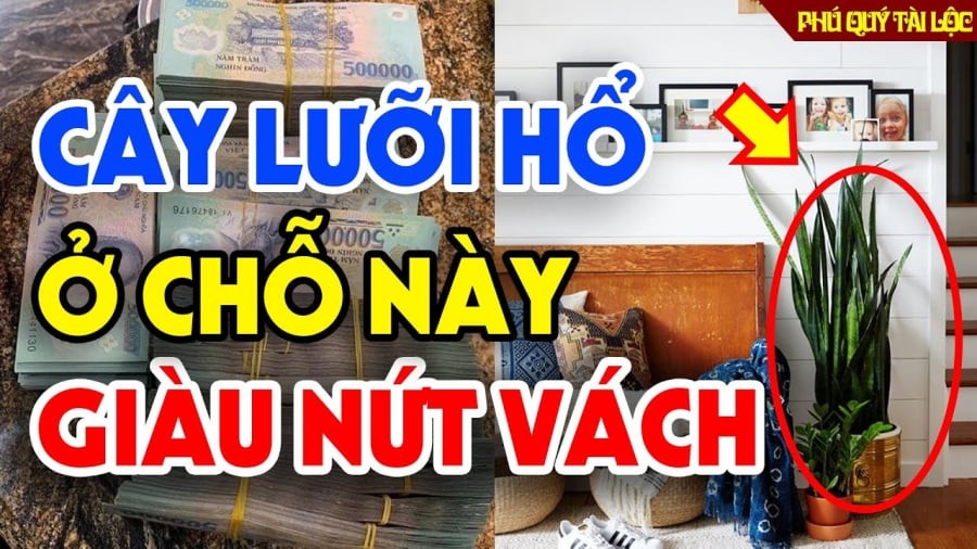 Cây lưỡi hổ là một trong 3 loại cây vừa đuổi rắn, vừa trấn trạch, trồng nhà nào nhà đấy giàu