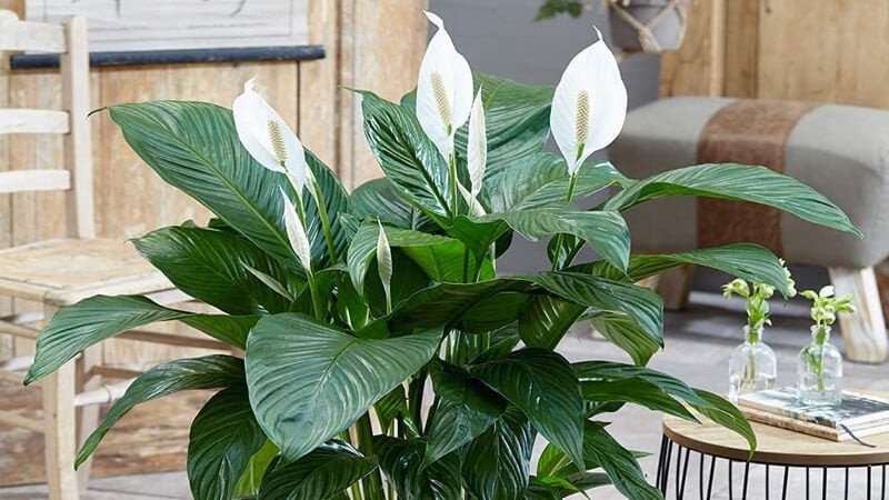 Cây lan ý có khả năng thanh lọc không khí, loại bỏ bụi bẩn, độc tố