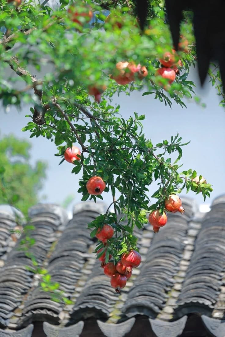 Cây lựu trồng phía Đông hấp thu ánh nắng cho quả ngon ngọt đẹp