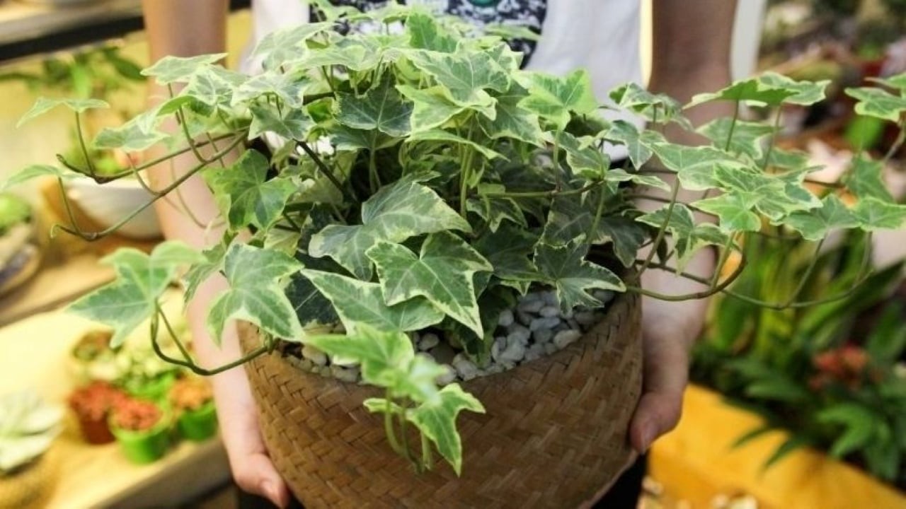  Cây thường xuân còn có tác dụng thanh lọc không khí rất tốt.