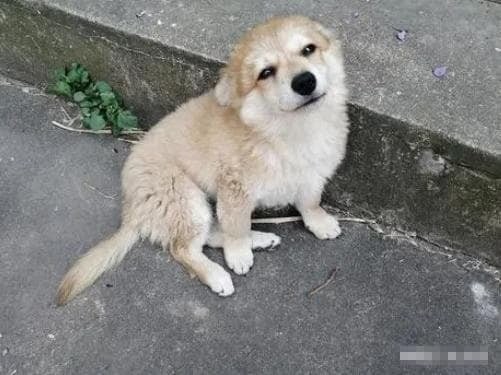 Từ lâu, chó đã được xem là người bạn trung thành của con người và xuất hiện phổ biến trong đời sống hằng ngày.