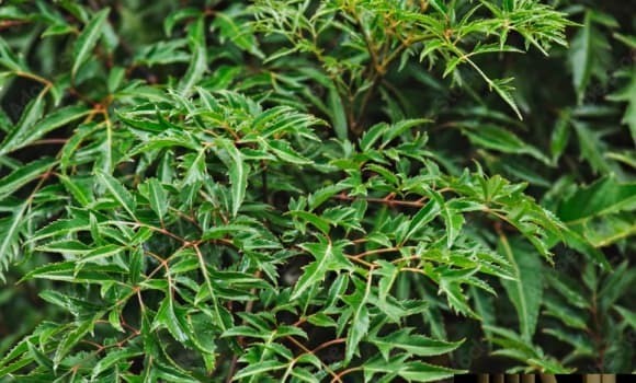 Đinh lăng thường được trồng quanh nhà để mang sinh khí, giữ vững nền nhà và mang lại bình an cho gia chủ. 