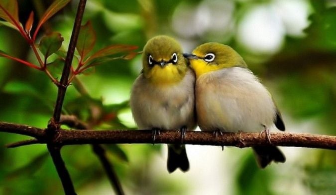 Chim tới báo sự dich chuyển