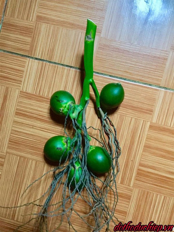 Cau lại buồng là quả cau mọc ngược lại so với những quả khác trong buồng