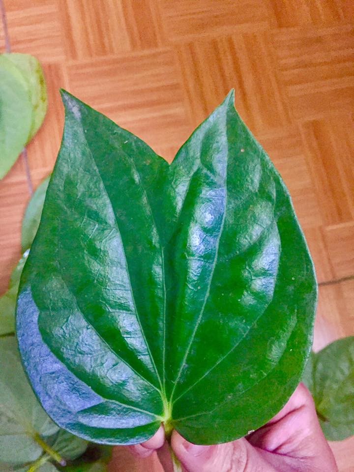 Trầu hai ngọn là để chỉ loại lá trầu mọc tự nhiên có đột biến, tạo ra hai đầu nhọn trong cùng một lá