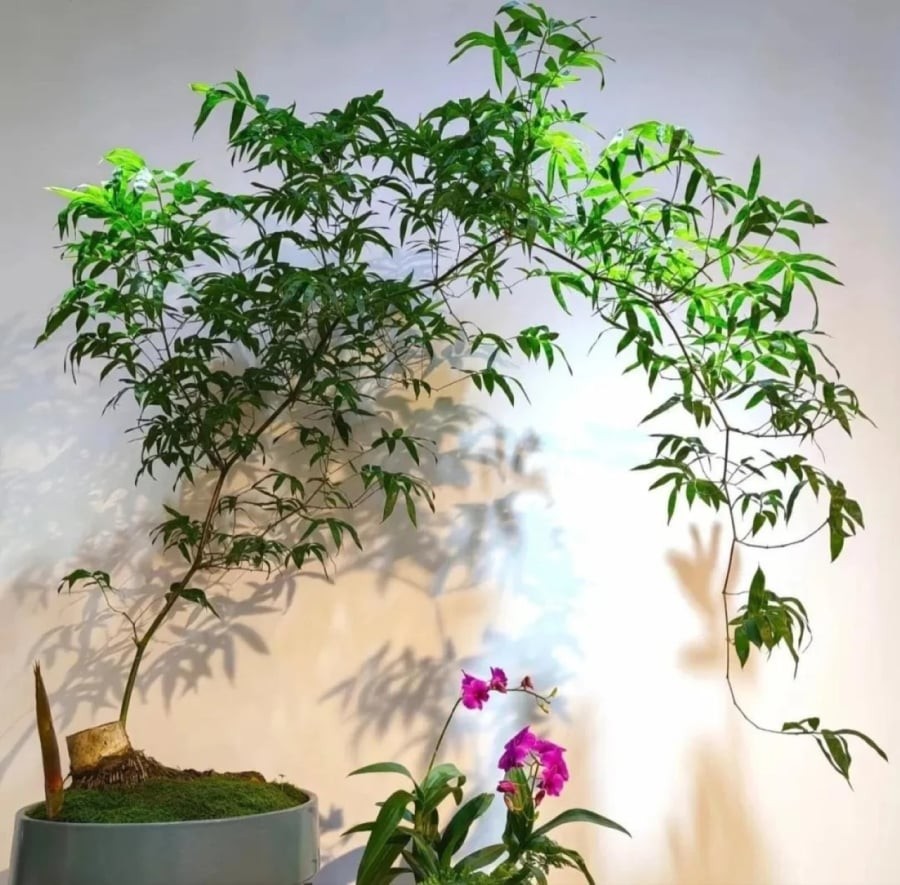 Trong phong thủy, tre thu hút tài lộc, xua tan vận rủi,bảo vệc gia đình