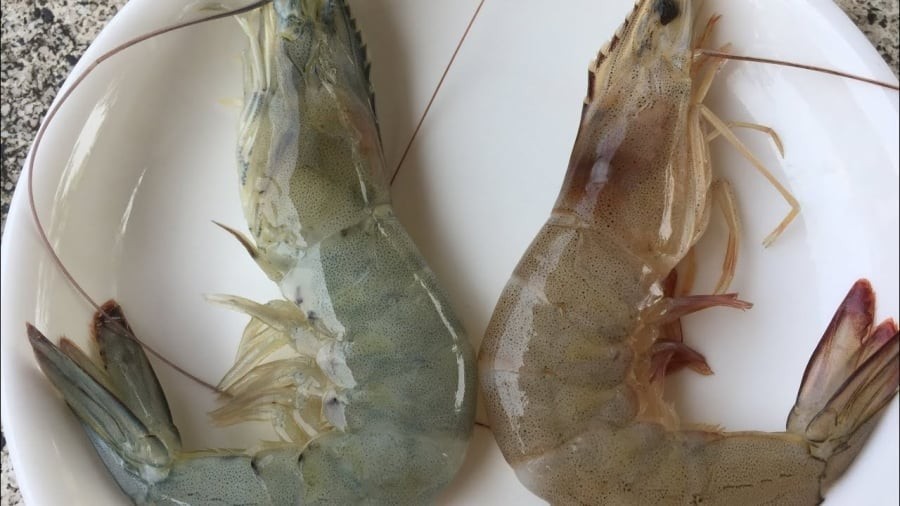 Khi đi chợ, nhiều người có thói quen mua tôm theo cảm tính, thấy ở đâu bán là chọn mua ở đó.