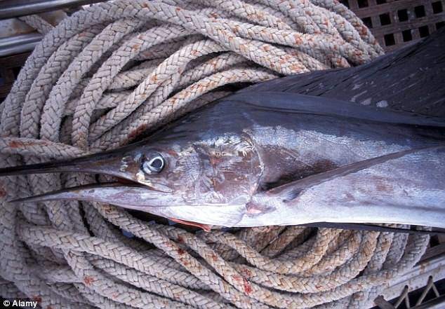 ca-co-kiem-tuoi-song-1690101362-219-width634height441