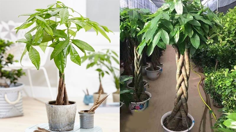 cay-kim-ngan-y-nghia-phong-thuy-cach-trong-va-cham-soc-202201221055334429 (1)