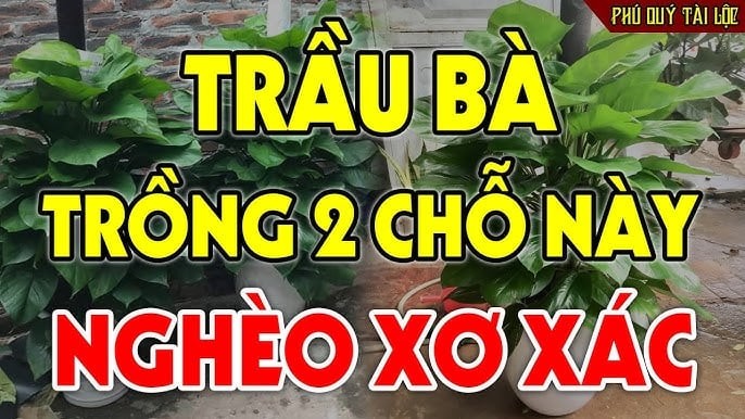 Ngược lại, với những tuổi Mộc quá vượng hoặc xung khắc Mộc, trầu bà có thể khiến năng lượng trong nhà mất cân bằng, dễ sinh cảm giác mệt mỏi, trì trệ, làm việc kém tập trung.