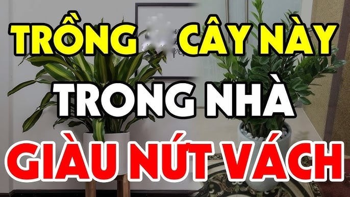 Cây tốt lành chỉ là chất dẫn, còn phúc lộc đến hay không vẫn nằm ở cách sống của con người.
