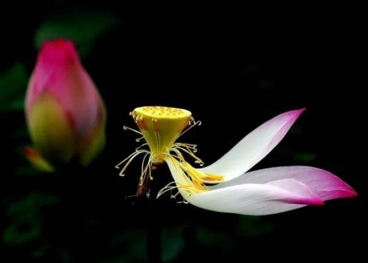 Phật nói, với người không có duyên, dù bạn nói bao nhiêu lời cũng là thừa; còn như đã hữu duyên thì chỉ cần xuất hiện, bạn cũng có thể đánh thức mọi giác quan của họ. (Ảnh minh họa)