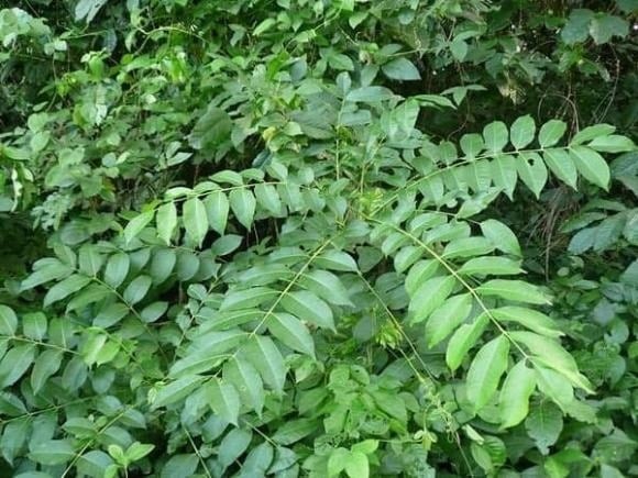 Không chỉ lá, quả mắc mật cũng được người dân Tây Bắc sử dụng như một loại gia vị đặc biệt. Quả có hình dáng và kích thước tương tự hồng bì hoặc nhãn, lúc non có màu xanh, khi chín chuyển sang nâu tím. 