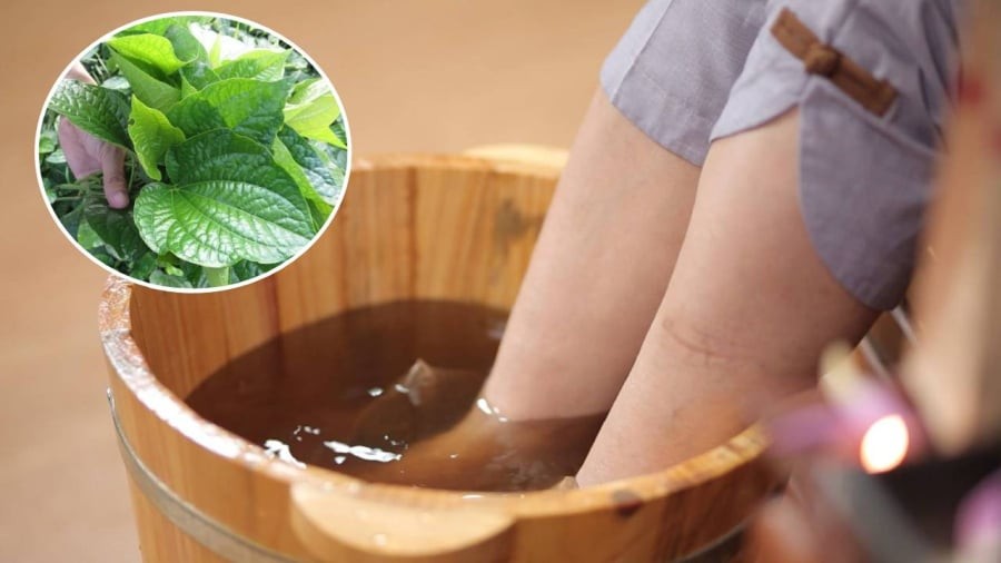 Ngâm chân bằng nước lá lốt giúp cơ thể thư giãn, giúp giảm đau xương khớp.