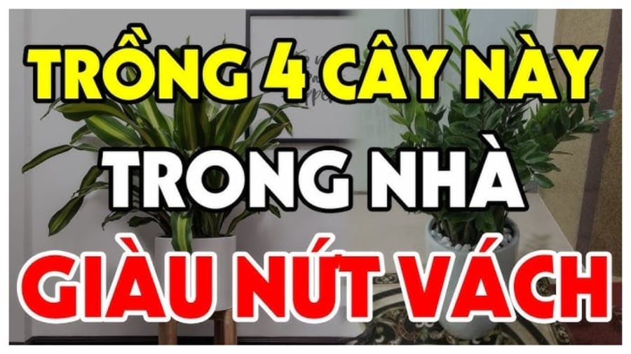 cay trong giau co