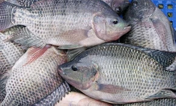 Cá rô phi chứa ít purin hơn nhiều loại cá biển, giúp kiểm soát axit uric hiệu quả.
