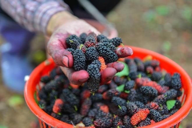 Không tác động theo cơ chế nhuộm màu tức thời, dâu tằm được đánh giá cao nhờ khả năng nuôi dưỡng nang tóc và hỗ trợ duy trì sắc tố tự nhiên của tóc từ bên trong.