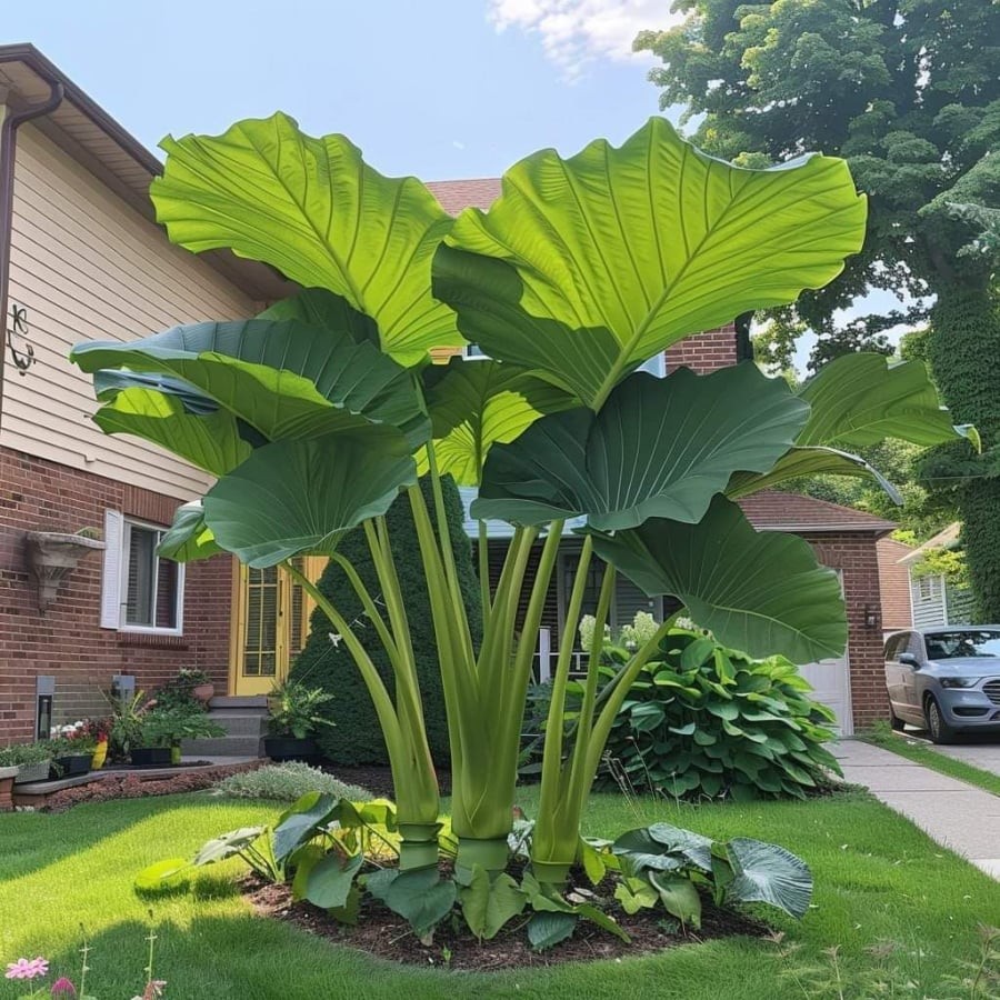 Cây lá to tạo dòng năng lượng lớn