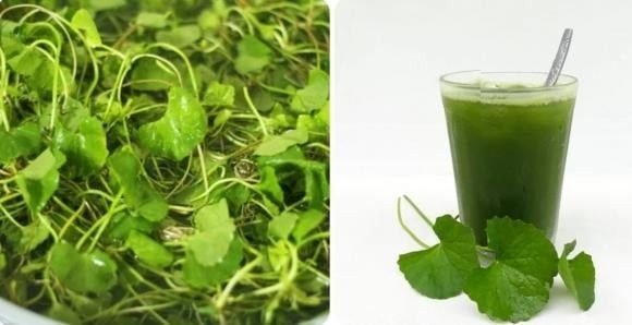 Một số nghiên cứu và thí nghiệm cũng cho thấy chiết xuất rau má có thể kéo dài giai đoạn tăng trưởng của tóc, góp phần thúc đẩy tóc mọc khỏe và dày hơn.

