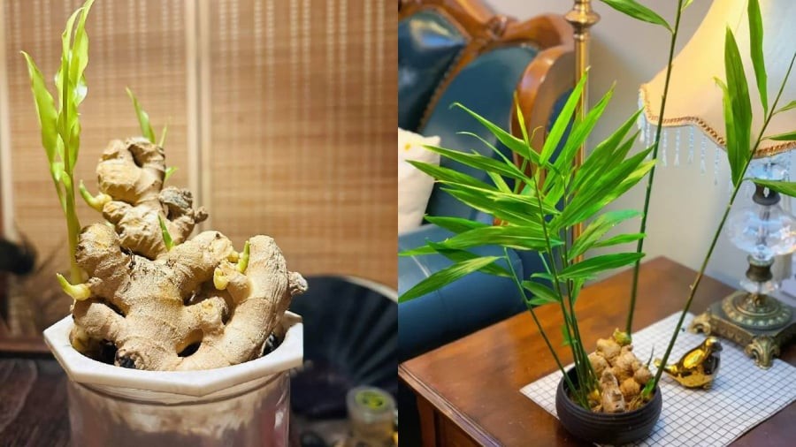 Theo quan niệm phong thủy, gừng là loại cây có tác dụng hóa giải hàn khí.
