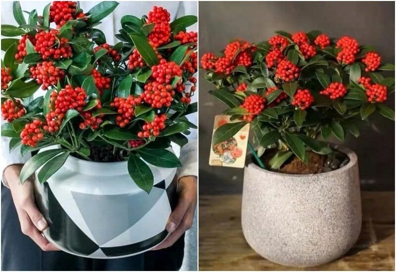 Cây hạt ngọc đỏ tượng trưng cho vàng bạc tích tụ, gia đạo đủ đầy, phúc lộc lâu dài.