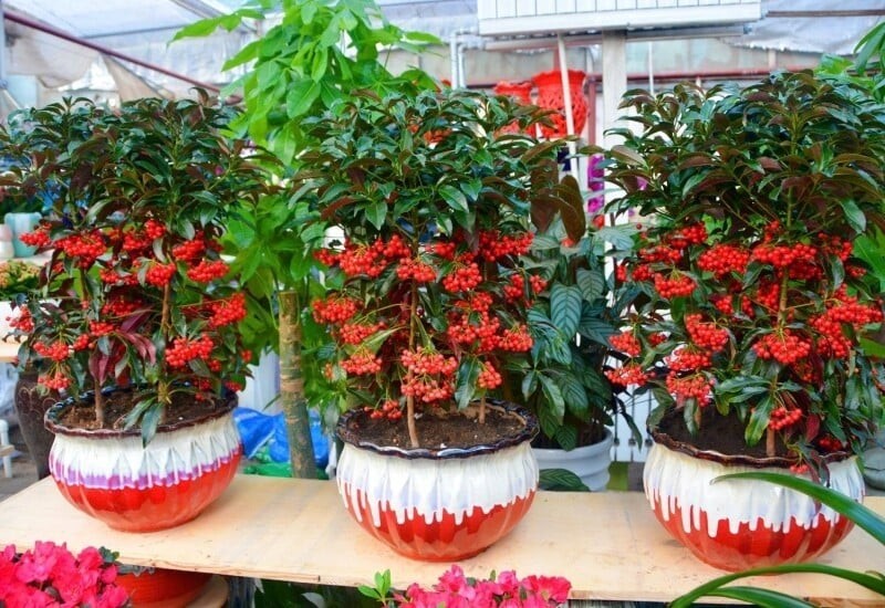 Cây kim ngân lượng mang nguồn năng lượng tích cực, giúp gia chủ thêm động lực, ý chí và may mắn trong công việc.