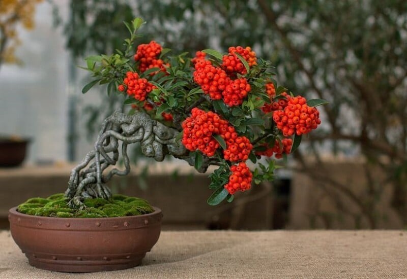 Màu đỏ của quả táo gai tượng trưng cho hỷ khí, tài lộc và sự hồng phát, báo hiệu một năm mới đủ đầy, làm ăn thuận lợi.