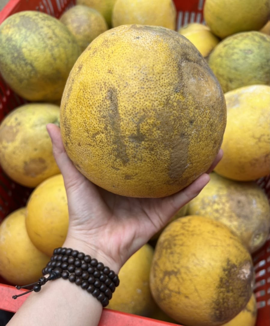 Mỗi giống bưởi cũng có đặc trưng riêng. Bưởi da xanh thường có tép hồng, ngọt thanh, ít hạt. Bưởi Diễn có mùi thơm rất đặc trưng, vị ngọt đậm, hơi the nhẹ. Bưởi năm roi lại nổi tiếng với múi to, mọng nước, vị ngọt dịu. Khi chọn mua, nên xác định rõ giống bưởi mình thích để dễ nhận diện và tránh mua nhầm.

