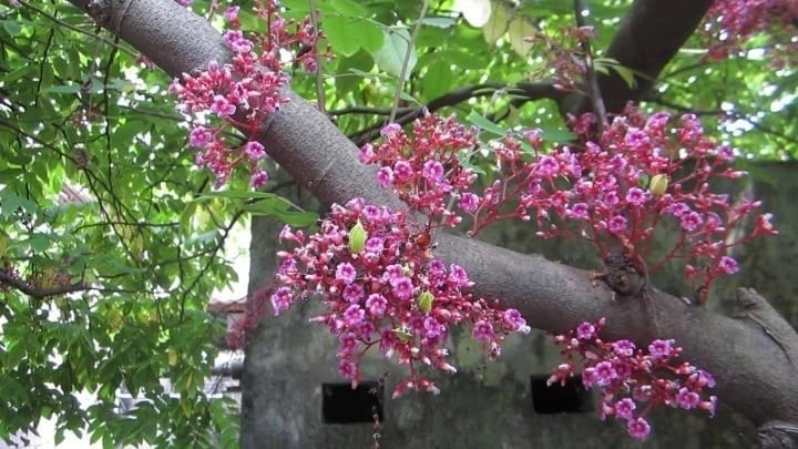 Cây khế là hình ảnh rất quen thuộc trong ký ức của nhiều gia đình Việt. Hoa khế có màu tím nhạt, mùi thơm nhẹ, mang vẻ đẹp giản dị nhưng bền bỉ. Quả khế thường ra thành chùm, sai quả khi đến mùa, tạo cảm giác sung túc.

