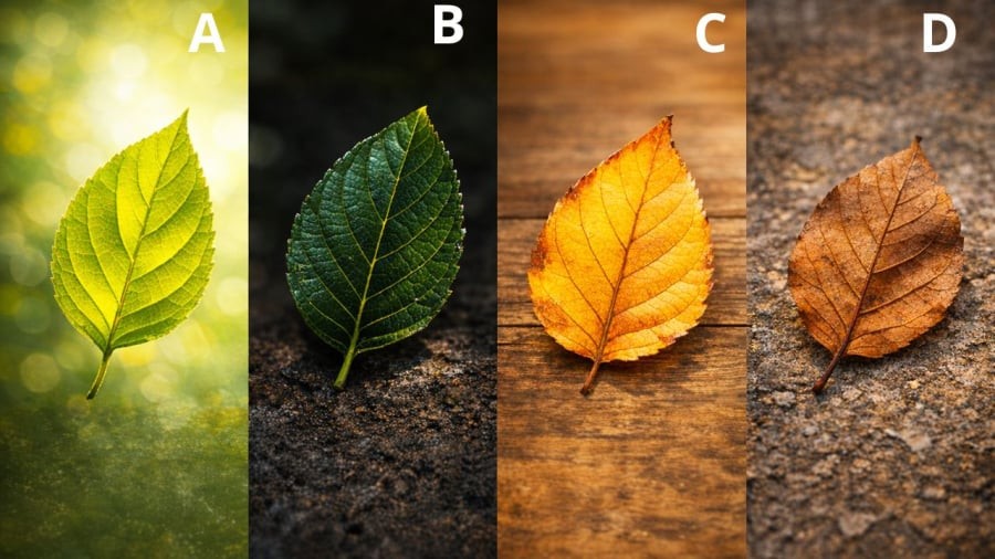 trac-nghiem-chiec-la-giau-do-tuoi-nao-phunutoday