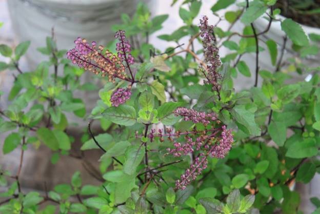 Cây hương nhu là dược liệu rất quen thuộc trong các bài thuốc Đông y