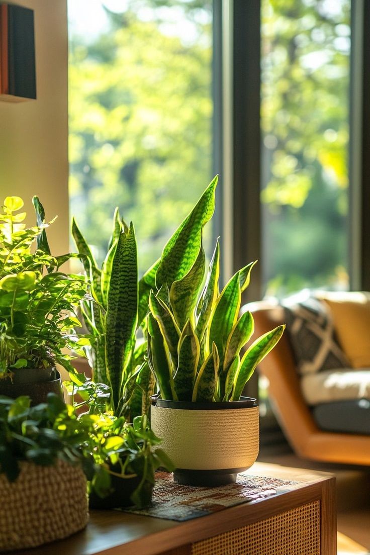 Lưỡi hổ cần đặt đúng vị trí