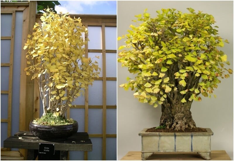 Cây ngân hạnh mang lại cảm giác bình an và viên mãn.