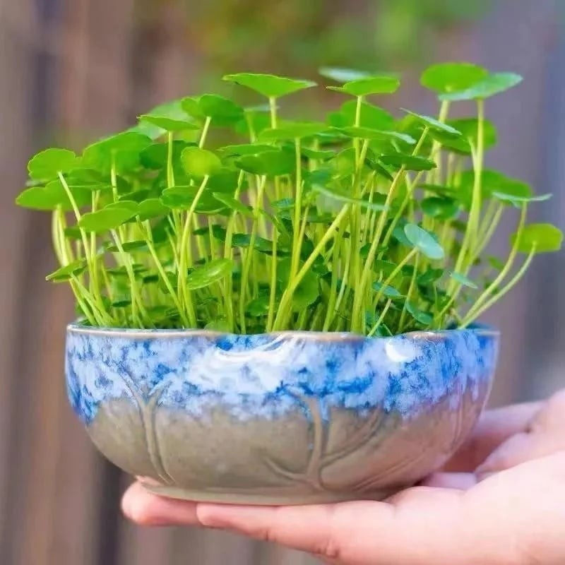 Những loài cây là 