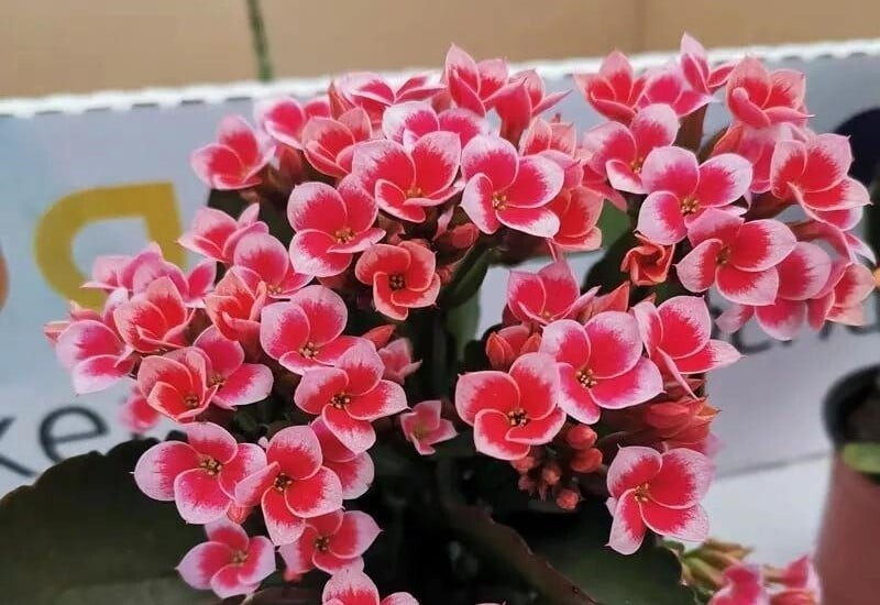 Cây tượng trưng cho trường thọ, may mắn và phú quý bền lâu.