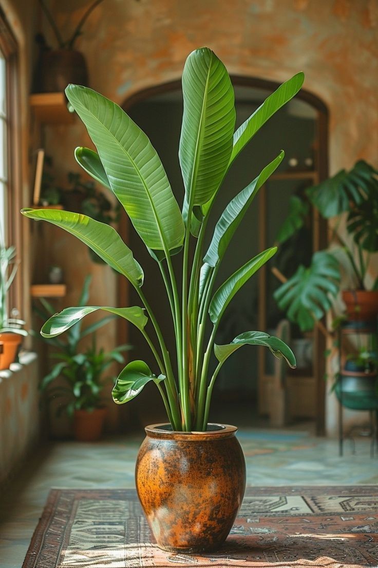 Cây xanh tốt nhưng gốc luôn ẩm ướt sẽ không tốt cho gia chủ