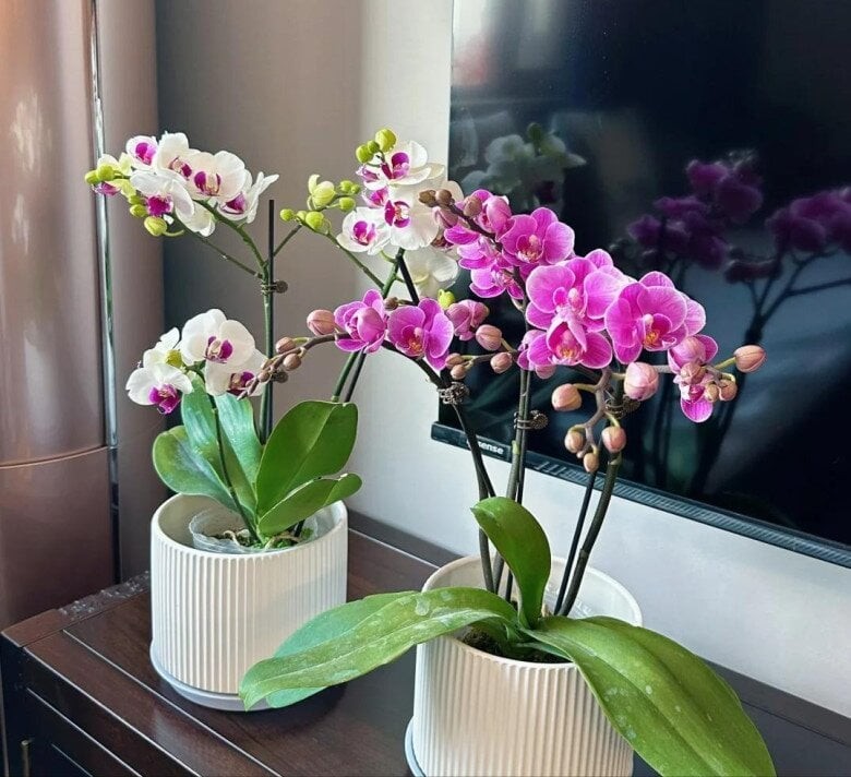 sau-10-nam-trong-lan-ho-diep-toi-da-tong-hop-duoc-6-meo-cham-soc-cho-hoa-no-day-canh-quanh-nam-d95bf1da75eafa90aa9cbcd51etplv-tt-origin-web_gif-1735183929-490-width780height712