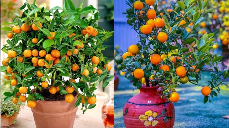 Cây quất là một trong những loại cây nên trồng trước nhà vào dịp Tết âm lịch.