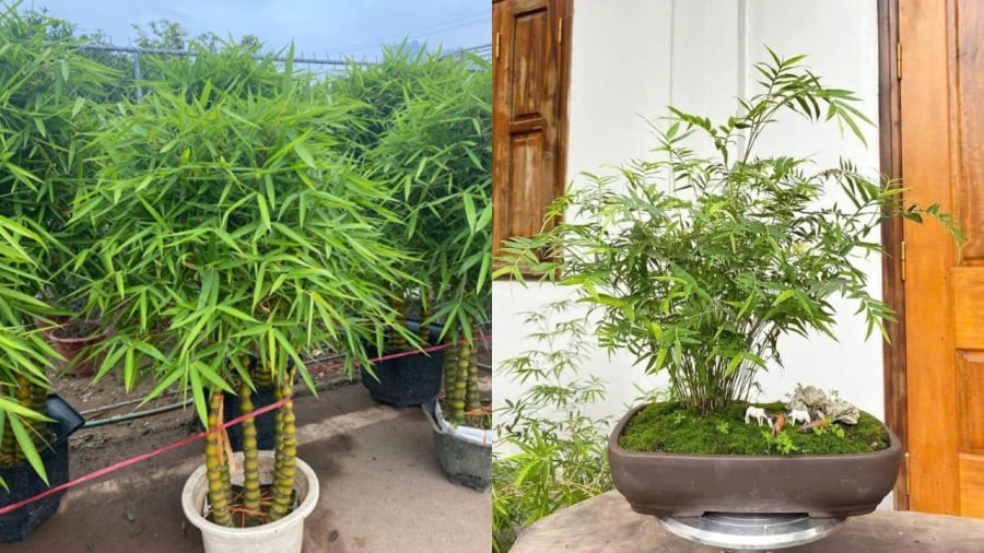 Cây trúc cảnh cũng là một loại cây có thể đặt trước nhà vào dịp Tết.