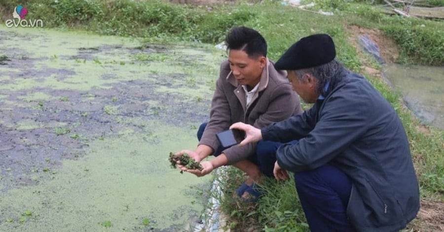 Nuôi con vật không tốn một xu, ủ qua mùa đông nông dân Thanh Hóa kiếm về trăm triệu