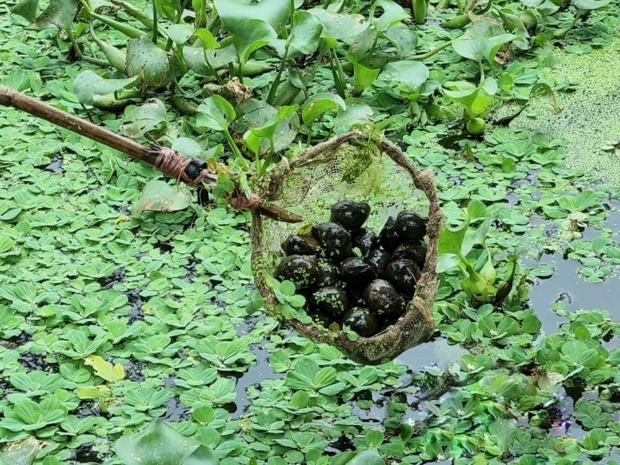 Những ngày cuối năm dương lịch, khi tiết trời chuẩn bị đón những đợt giá lạnh thấu xương, chủ trang trại ốc nhồi là thanh niên Lê Trọng Ba lại chuẩn bị hệ thống khung sắt, vật tư để dựng nhà màng nuôi ốc “vượt đông”.