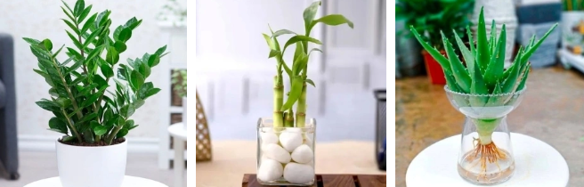 Hãy chọn 1 cái cây nhé!