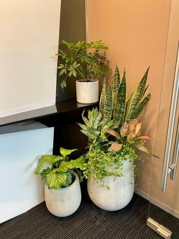 Việc rụng lá già theo chu kỳ sinh trưởng là hiện tượng bình thường. 