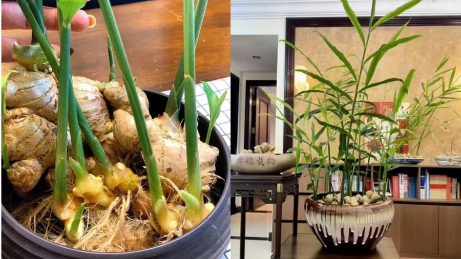 Bạn có thể đặt chậu gừng phong thủy trong nhà vào những ngày đầu năm mới để thu hút may mắn và tài lộc, giúp cân bằng năng lượng.