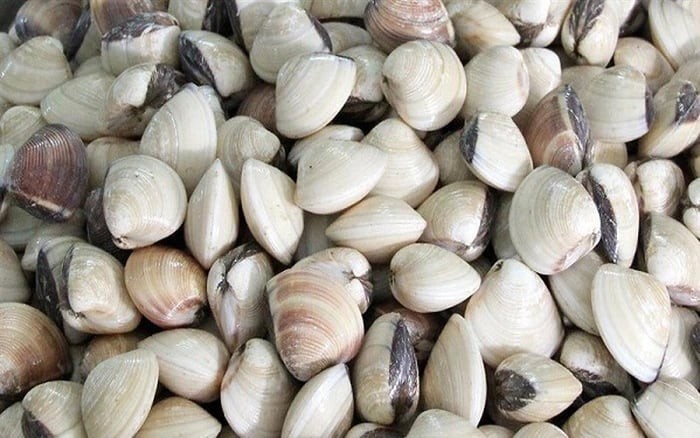 Mua ngao nhớ 3 mẹo này: Ăn không hết vẫn tươi, thịt không teo, mọng ngọt như mới