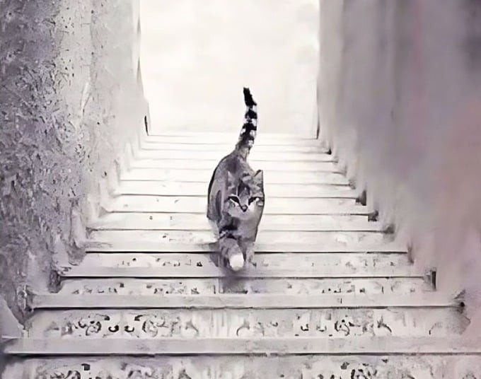 Hãy chọn con mèo đi lên hay đi xuống nhé!