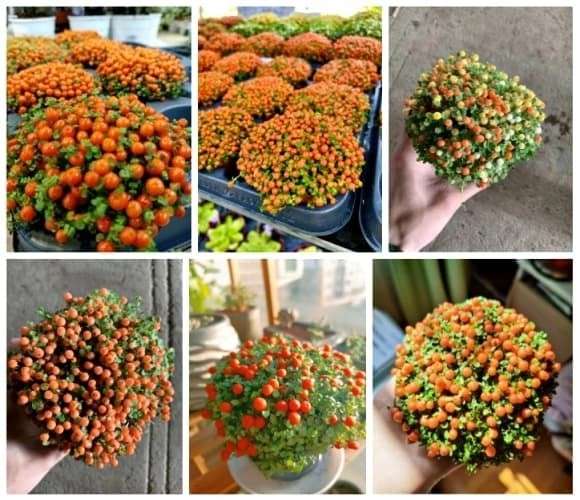 Lần đầu nhìn trân châu cam (còn gọi là cỏ san hô hay hồng quả), nhiều người phải thốt lên: “Sao mà giống thật quá!”.