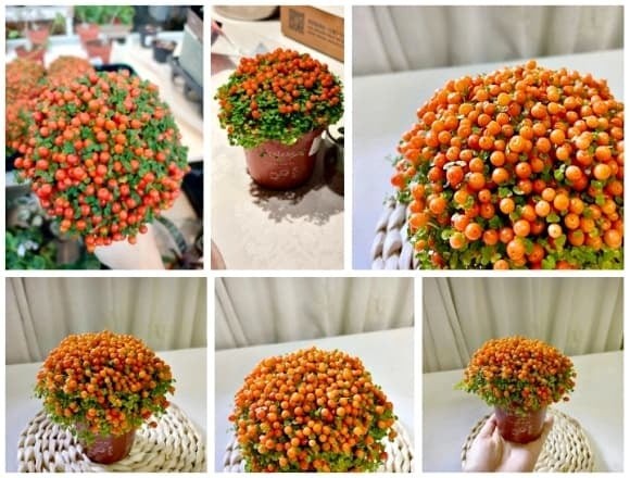 Về phong thủy, màu cam đỏ rực rỡ của trân châu cam cực hợp với năm Bính Ngọ (hành Hỏa) và những gia chủ mệnh Thổ, mệnh Hỏa, hứa hẹn một năm “tiền vào như nước”, đỏ vận cả năm. 