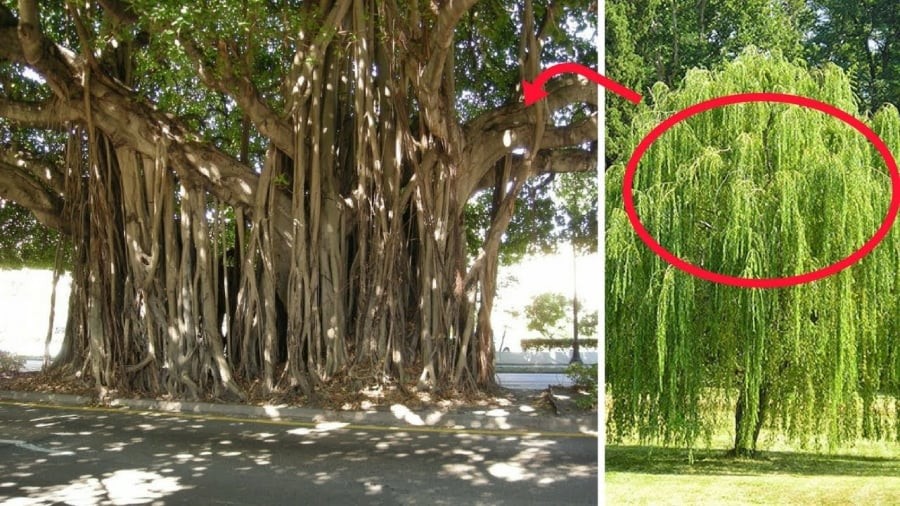 Cây trồng nên tránh trồng trước nhà